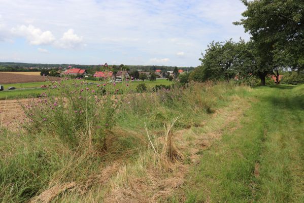 Konecchlumí, 6.8.2021
Třešňovka pod Mlázovickým chlumem.
Schlüsselwörter: Konecchlumí třešňovka Agriotes ustulatus