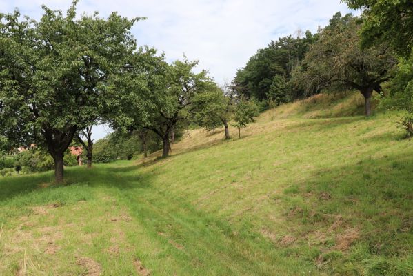 Konecchlumí, 6.8.2021
Třešňovka pod Mlázovickým chlumem.
Schlüsselwörter: Konecchlumí třešňovka Agriotes gallicus