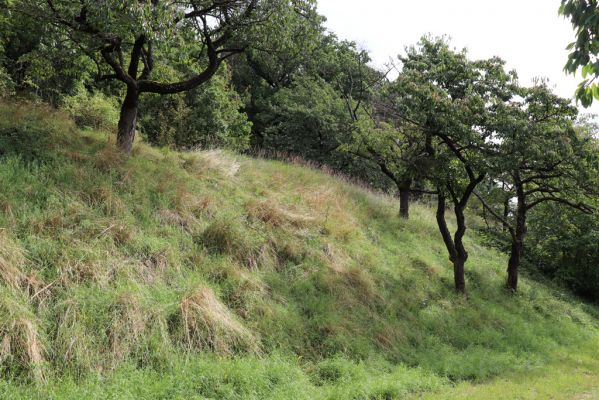 Konecchlumí, 6.8.2021
Třešňovka pod Mlázovickým chlumem.
Klíčová slova: Konecchlumí třešňovka Agriotes gallicus