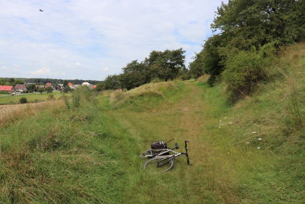 Konecchlumí, 6.8.2021
Třešňovka pod Mlázovickým chlumem.
Klíčová slova: Konecchlumí třešňovka Agriotes ustulatus