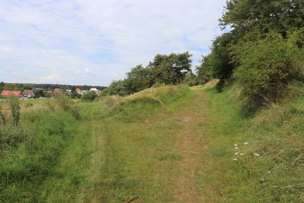 Konecchlumí, 6.8.2021
Třešňovka pod Mlázovickým chlumem.
Klíčová slova: Konecchlumí třešňovka Agriotes ustulatus