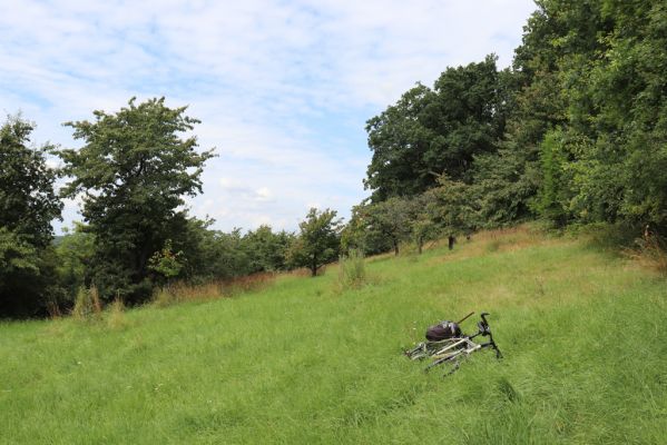 Konecchlumí, 6.8.2021
Třešňovka pod Mlázovickým chlumem - východní část.
Schlüsselwörter: Konecchlumí třešňovka Agriotes gallicus