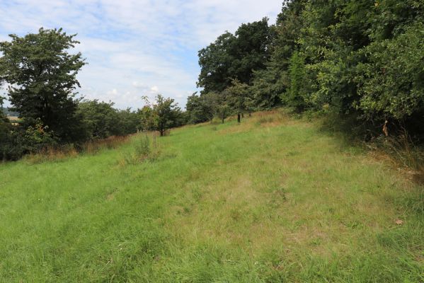 Konecchlumí, 6.8.2021
Třešňovka pod Mlázovickým chlumem - východní část.
Klíčová slova: Konecchlumí třešňovka Agriotes gallicus