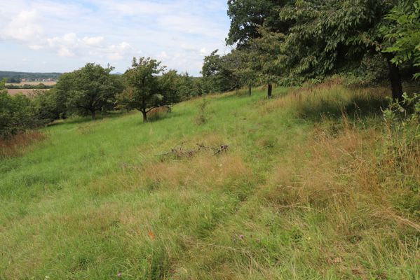 Konecchlumí, 6.8.2021
Třešňovka pod Mlázovickým chlumem - východní část.
Schlüsselwörter: Konecchlumí třešňovka Agriotes gallicus