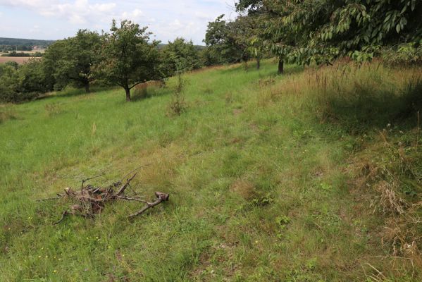 Konecchlumí, 6.8.2021
Třešňovka pod Mlázovickým chlumem - východní část.
Keywords: Konecchlumí třešňovka Agriotes gallicus