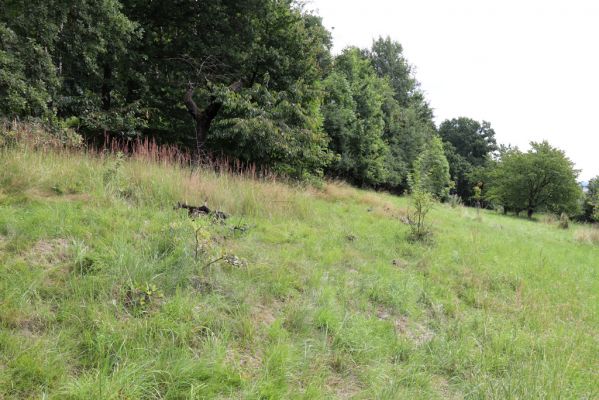 Konecchlumí, 6.8.2021
Třešňovka pod Mlázovickým chlumem - východní část.
Schlüsselwörter: Konecchlumí třešňovka Agriotes gallicus