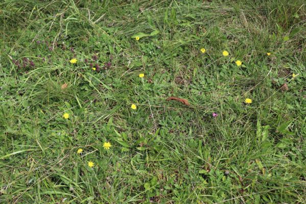 Konecchlumí, 6.8.2021
Třešňovka pod Mlázovickým chlumem - východní část.
Klíčová slova: Konecchlumí třešňovka Agriotes gallicus