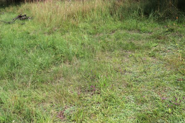 Konecchlumí, 6.8.2021
Třešňovka pod Mlázovickým chlumem - východní část.
Klíčová slova: Konecchlumí třešňovka Agriotes gallicus
