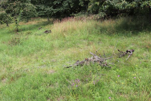 Konecchlumí, 6.8.2021
Třešňovka pod Mlázovickým chlumem - východní část.
Klíčová slova: Konecchlumí třešňovka Agriotes gallicus