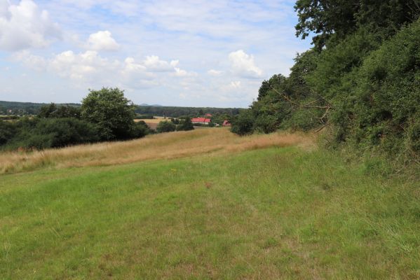 Konecchlumí, 6.8.2021
Louka pod Mlázovickým chlumem.
Mots-clés: Konecchlumí třešňovka