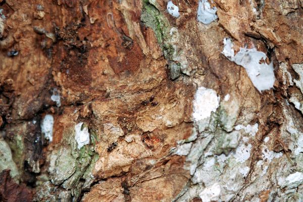 Kopidlno, 25.3.2005
Zámecký park - zimoviště druhu Trixagus leseigneuri v kůře u paty kmene.
Klíčová slova: Kopidlno zámecký park Trixagus leseigneuri
