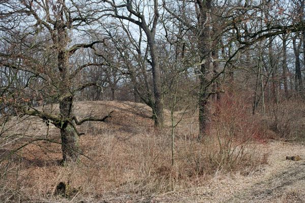 Kopidlno, 25.3.2005
Zámecký park u obory.
Schlüsselwörter: Kopidlno zámecký park Ampedus brunnicornis cardinalis Lucanus cervus