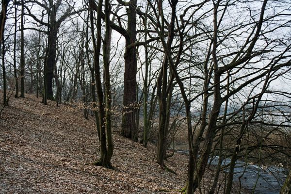 Kopidlno, 25.3.2005
Kopidlno - zámecký park mezi oborou a Zámeckým rybníkem. 
Schlüsselwörter: Kopidlno zámecký park Ampedus brunnicornis cardinalis Lucanus cervus