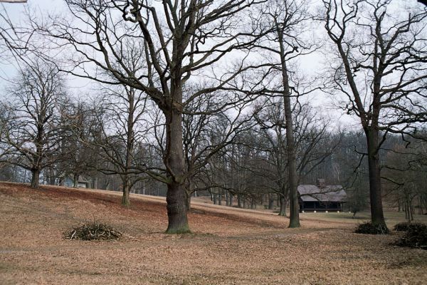 Kopidlno, 25.3.2005
Kopidlno - obora. Solitérní kmeny starých dubů a jírovců.
Schlüsselwörter: Kopidlno obora Ampedus cardinalis