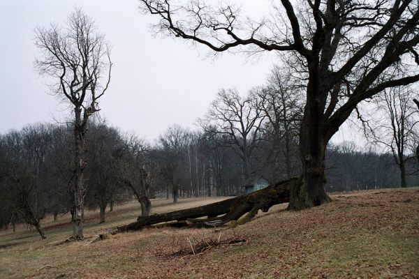 Kopidlno, 25.3.2005
Kopidlno - obora. Pastvina se solitérními kmeny dubů a jírovců.
Klíčová slova: Kopidlno obora Ampedus cardinalis