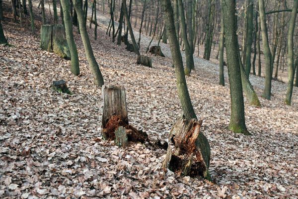 Kopidlno, 25.3.2005
Hospodářsky využívaný les obory. Trouchnivé dubové pařezy hostí populaci kovaříka Ampedus nigerrimus.
Schlüsselwörter: Kopidlno obora Ampedus nigerrimus