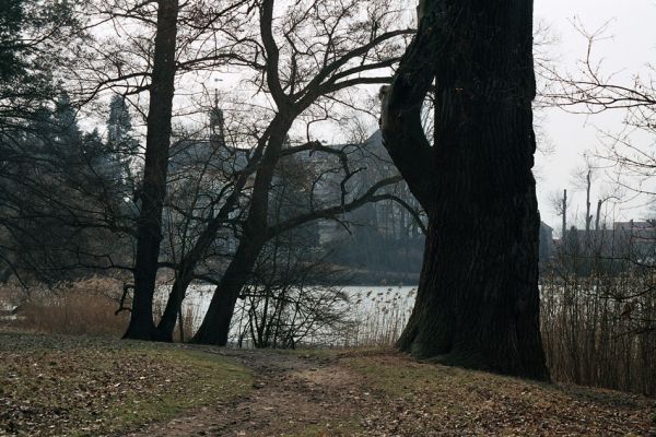 Kopidlno, 25.3.2005
Zámecký park. Mohutný dub na břehu Zámeckého rybníka. 
Schlüsselwörter: Kopidlno zámecký park Trixagus leseigneuri