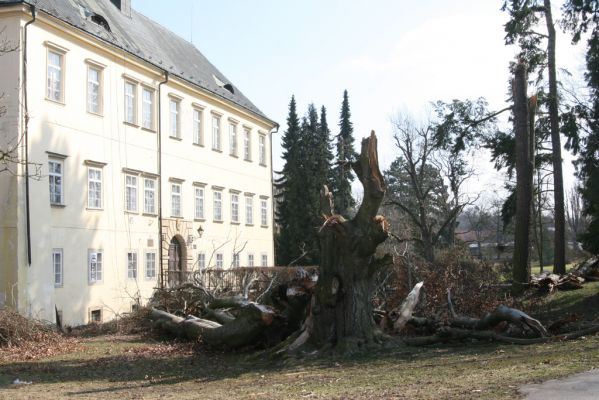 Kopidlno, 2.4.2018
Zámek - rozlomený buk.
Klíčová slova: Kopidlno zámecký park