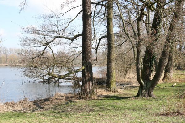 Kopidlno, 2.4.2018
Zámecký park.
Klíčová slova: Kopidlno zámecký park