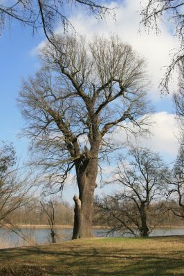 Kopidlno, 2.4.2018
Zámecký park.
Klíčová slova: Kopidlno zámecký park