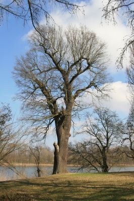 Kopidlno, 2.4.2018
Zámecký park.
Mots-clés: Kopidlno zámecký park