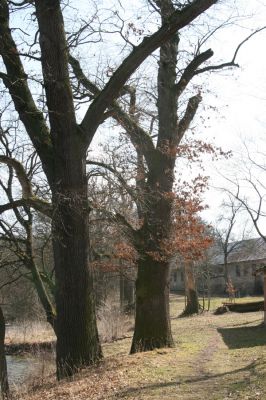 Kopidlno, 2.4.2018
Zámecký park.
Mots-clés: Kopidlno zámecký park