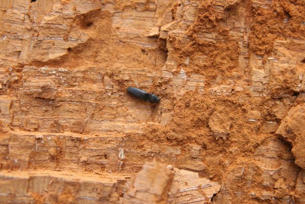 Kopidlno, 2.4.2018
Obora Kopidlno. Kovařík Ampedus brunnicornis. 
Klíčová slova: Kopidlno obora Kopidlno Ampedus brunnicornis