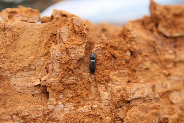 Kopidlno, 2.4.2018
Obora Kopidlno. Kovařík Ampedus brunnicornis.
Klíčová slova: Kopidlno obora Kopidlno Ampedus brunnicornis