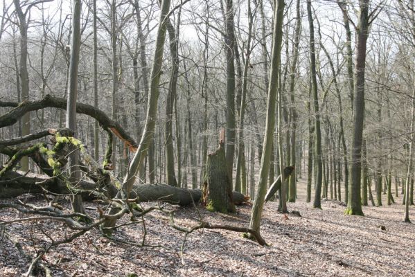 Kopidlno, 2.4.2018
Obora Kopidlno. 
Schlüsselwörter: Kopidlno obora Kopidlno Ampedus brunnicornis