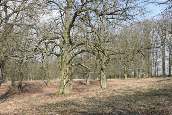 Kopidlno, 2.4.2018
Obora Kopidlno - jírovcový háj. Dutý jírovec.
Schlüsselwörter: Kopidlno obora Kopidlno