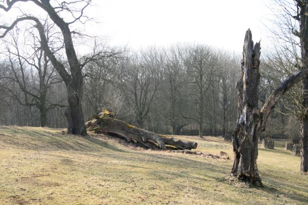 Kopidlno, 2.4.2018
Obora Kopidlno - solitéry u krmelců.
Keywords: Kopidlno zámecký park Ampedus cardinalis