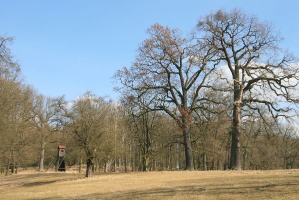 Kopidlno, 2.4.2018
Obora Kopidlno - solitéry u krmelců.
Schlüsselwörter: Kopidlno obora Kopidlno