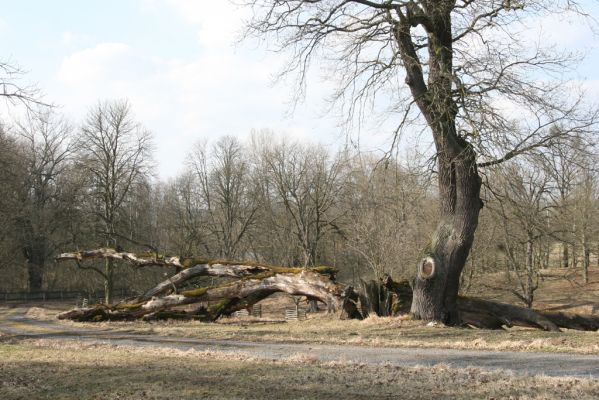 Kopidlno, 2.4.2018
Obora Kopidlno - solitéry u krmelců.
Keywords: Kopidlno zámecký park Ampedus cardinalis