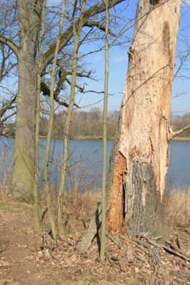 Kopidlno, 2.4.2018
Zámecký park.
Schlüsselwörter: Kopidlno zámecký park