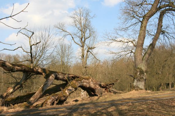 Kopidlno, 2.4.2018
Obora Kopidlno - solitéry u krmelců.
Keywords: Kopidlno zámecký park Ampedus cardinalis