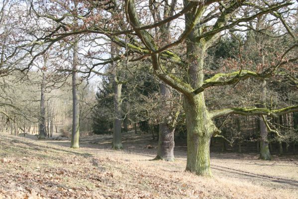 Kopidlno, 2.4.2018
Obora Kopidlno - solitéry u krmelců.
Schlüsselwörter: Kopidlno obora Kopidlno