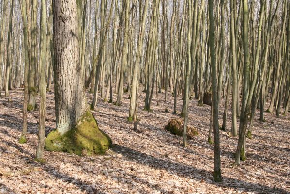 Kopidlno, 2.4.2018
Obora Kopidlno.
Klíčová slova: Kopidlno obora Kopidlno