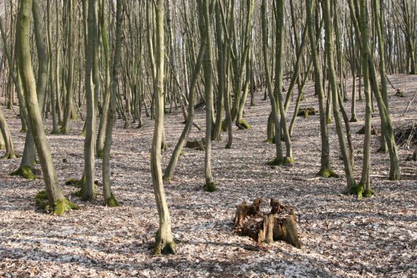 Kopidlno, 2.4.2018
Obora Kopidlno.
Klíčová slova: Kopidlno obora Kopidlno