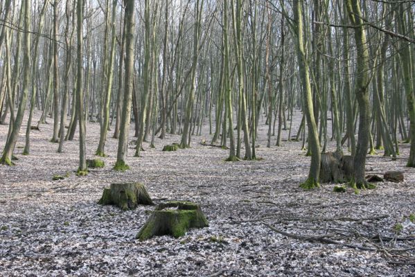 Kopidlno, 2.4.2018
Obora Kopidlno.
Mots-clés: Kopidlno obora Kopidlno