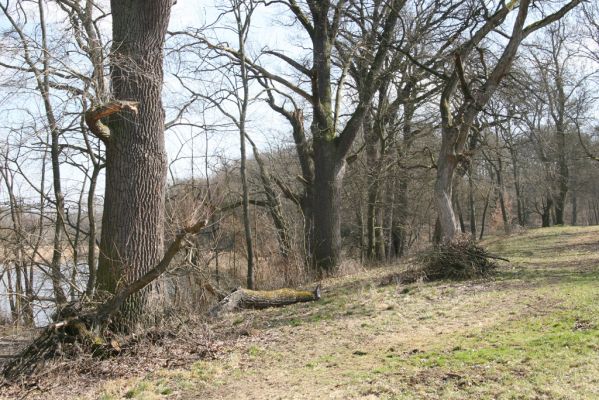 Kopidlno, 2.4.2018
Zámecký park.
Schlüsselwörter: Kopidlno zámecký park