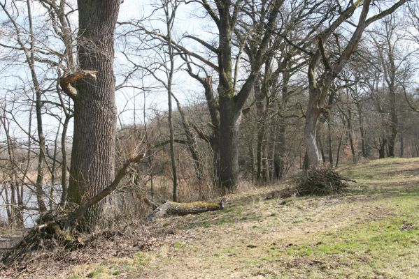 Kopidlno, 2.4.2018
Zámecký park.
Klíčová slova: Kopidlno zámecký park