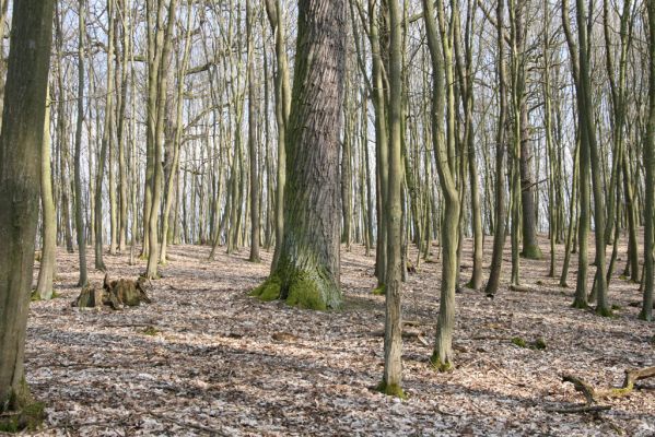 Kopidlno, 2.4.2018
Obora Kopidlno.
Klíčová slova: Kopidlno obora Kopidlno