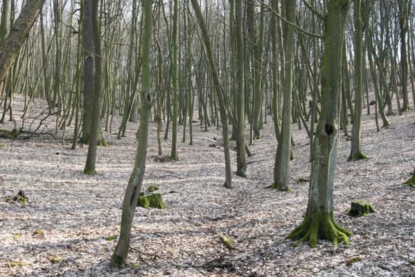 Kopidlno, 2.4.2018
Obora Kopidlno.
Schlüsselwörter: Kopidlno obora Kopidlno