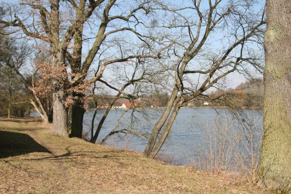 Kopidlno, 2.4.2018
Zámecký park.
Keywords: Kopidlno zámecký park