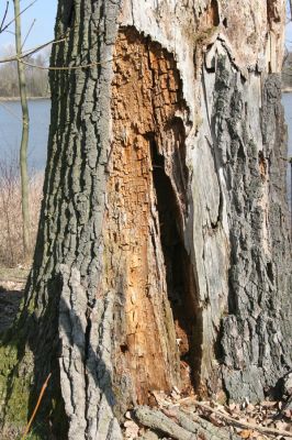 Kopidlno, 2.4.2018
Zámecký park.
Schlüsselwörter: Kopidlno zámecký park