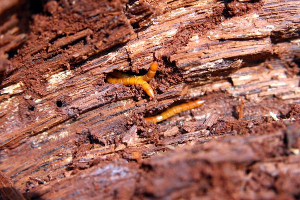 Kopidlno, 2.4.2018
Zámecký park - rozlomený dub. Larvy kovaříka Ampedus cardinalis.
Klíčová slova: Kopidlno zámecký park Ampedus cardinalis