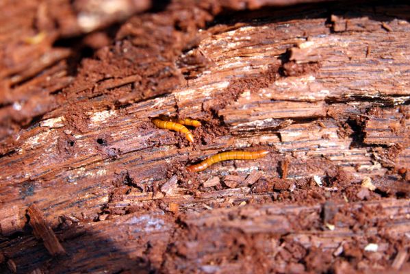 Kopidlno, 2.4.2018
Zámecký park - rozlomený dub. Larvy kovaříka Ampedus cardinalis.
Keywords: Kopidlno zámecký park Ampedus cardinalis