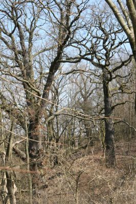 Kopidlno, 2.4.2018
Zámecký park u obory.
Klíčová slova: Kopidlno zámecký park