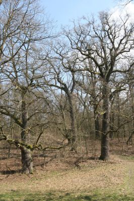 Kopidlno, 2.4.2018
Zámecký park u obory.
Klíčová slova: Kopidlno zámecký park