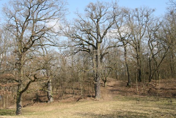 Kopidlno, 2.4.2018
Zámecký park u obory.
Mots-clés: Kopidlno zámecký park